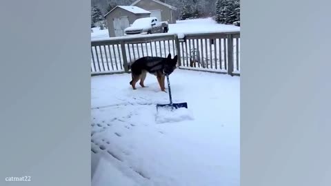 Funny Animal Video #Part 1