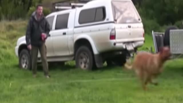 Funny Animals