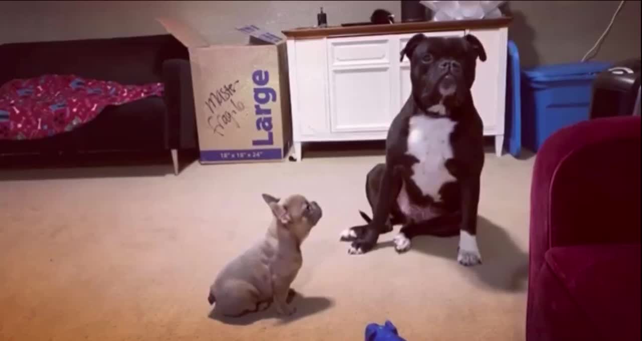 Older bulldog not impressed with new Frenchie puppy!