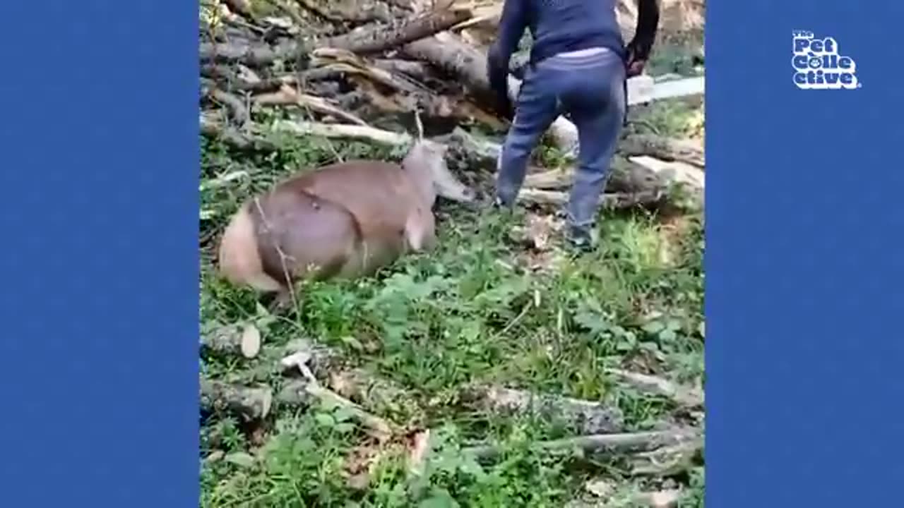 Top funny animal video