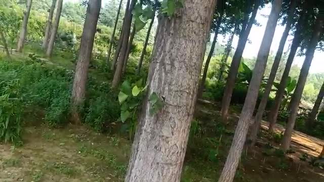 The leaves of this tree grow on the trunk