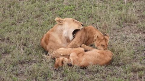 Funny animals | Funny Animal Moments | Funny animal videos