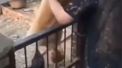 Dog VS Chicken Funny video