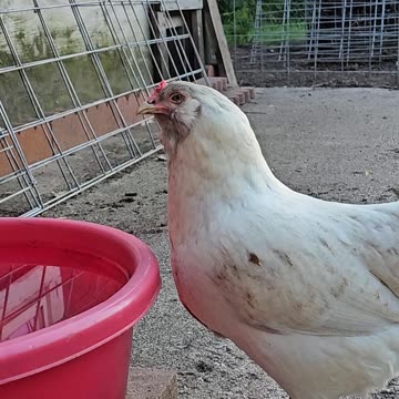OMC! Whitey never lets me video this close to her - Until now! - Whitey is a great chicken! #shorts