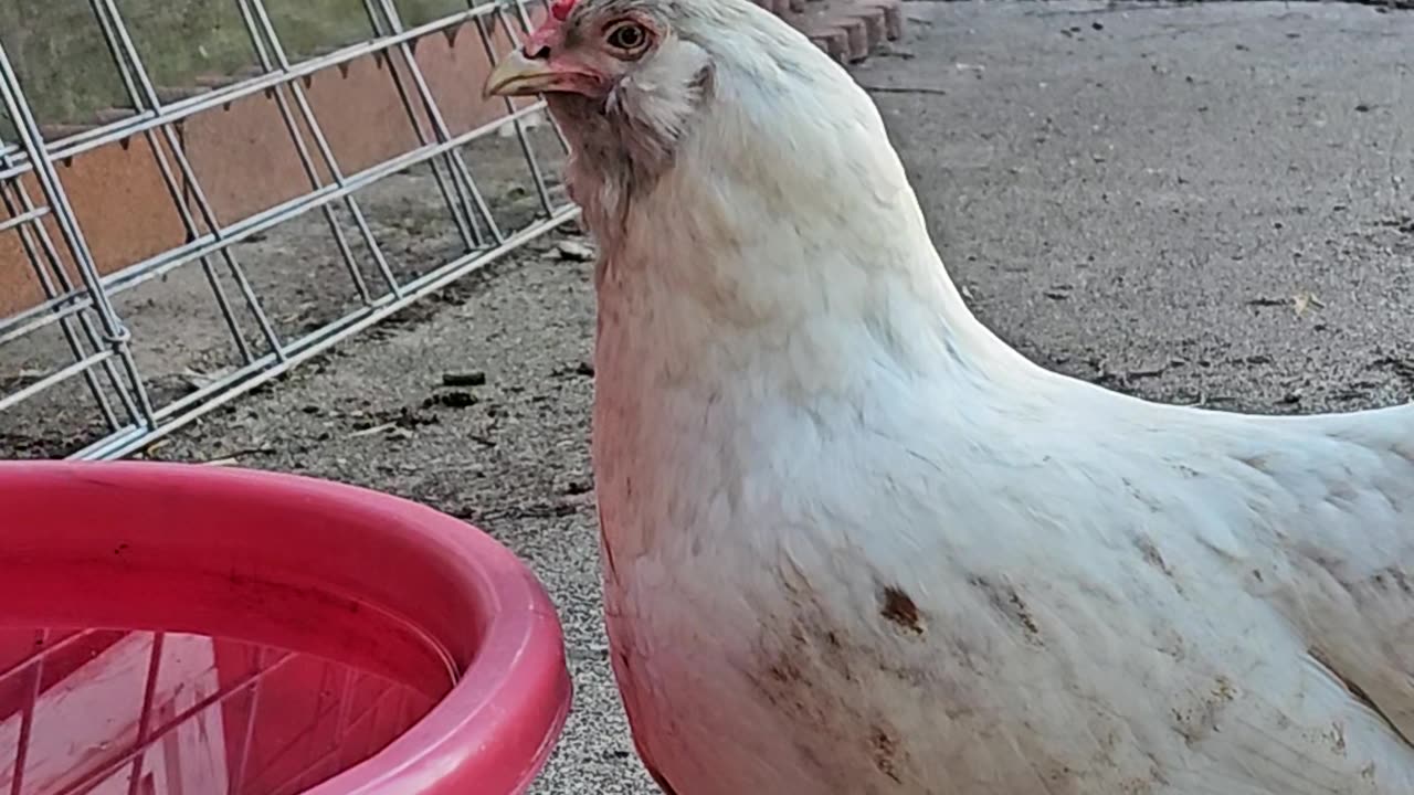 OMC! Whitey never lets me video this close to her - Until now! - Whitey is a great chicken! #shorts