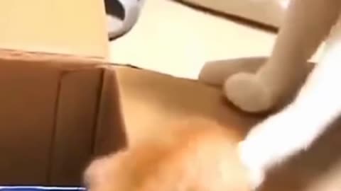 Big cat & little cat very funny moments