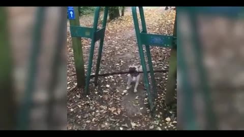 Cat vs gun