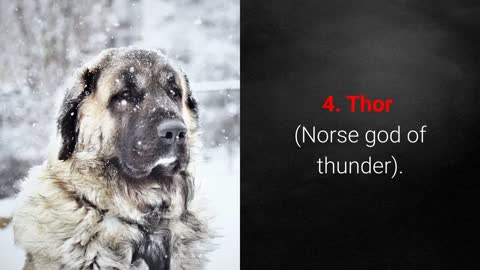 Strong Names for Male and Female Dogs With Meanings