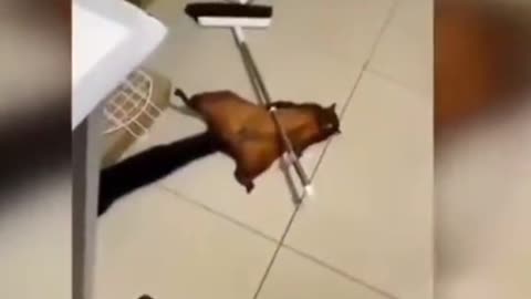 You having a bad day this squirrel will cheer you up