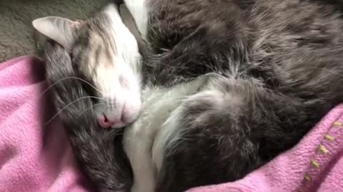 Cute Cat On her Bed