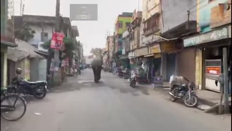 Wild Elephant attack video _ Elephant attack _ Elephant video _ Wild elephant