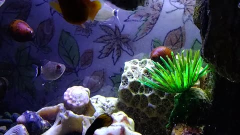 Aquatic experience