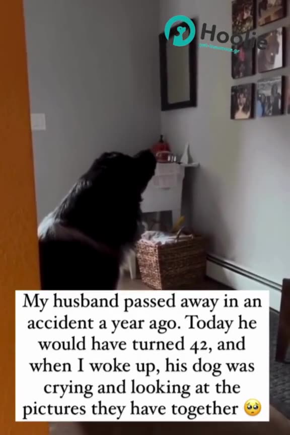 Dog Cries at Picture of Owner Who Passed Away: Heartbreaking Moment