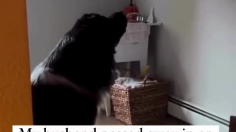 Dog Cries at Picture of Owner Who Passed Away: Heartbreaking Moment