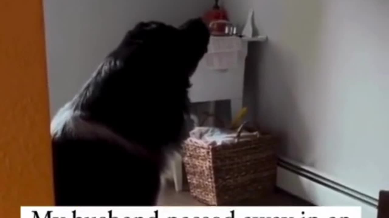 Dog Cries at Picture of Owner Who Passed Away: Heartbreaking Moment