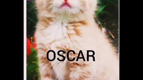 #Top 10 cats name#Beautiful names🥴🤩🤩