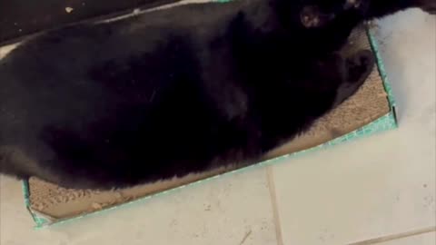Cute Precious Piper Stretches Out on Her Tuffet - Adopting a Cat from a Shelter Vlog #shorts