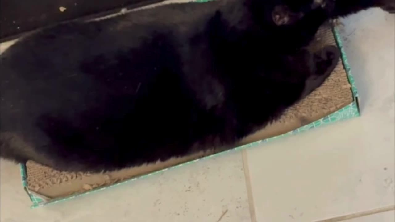 Cute Precious Piper Stretches Out on Her Tuffet - Adopting a Cat from a Shelter Vlog #shorts