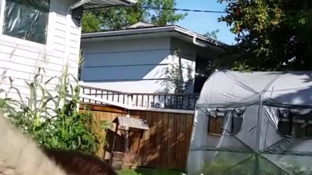 Laugh everyday with funny cute animals