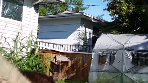 Laugh everyday with funny cute animals