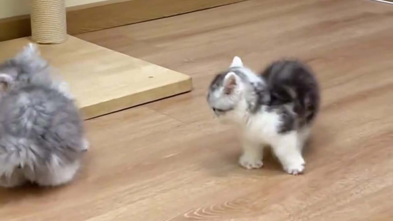 kittens playing together