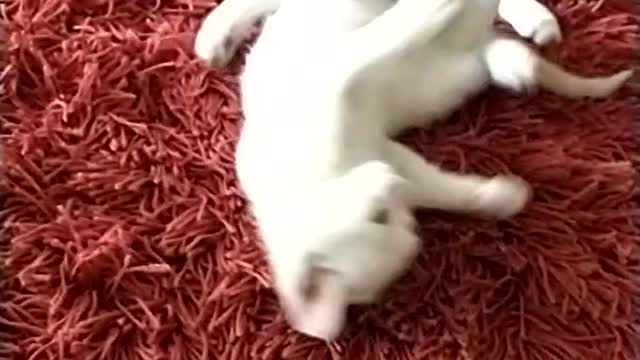 Bloody cat fight, lie kk - Pérola