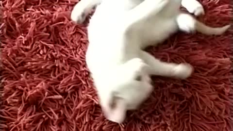 Bloody cat fight, lie kk - Pérola