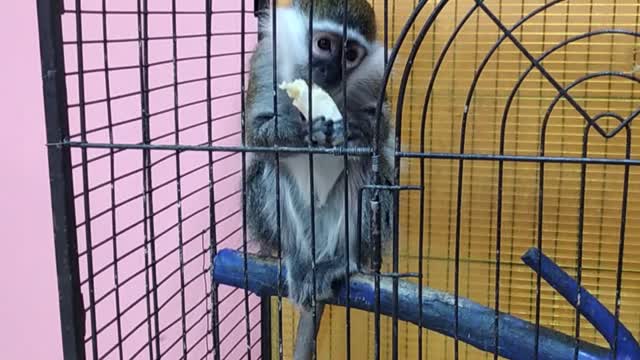 Baby monkey with a big appetite eats a banana