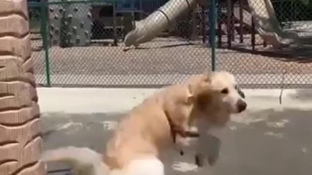 Funny Dog Videos