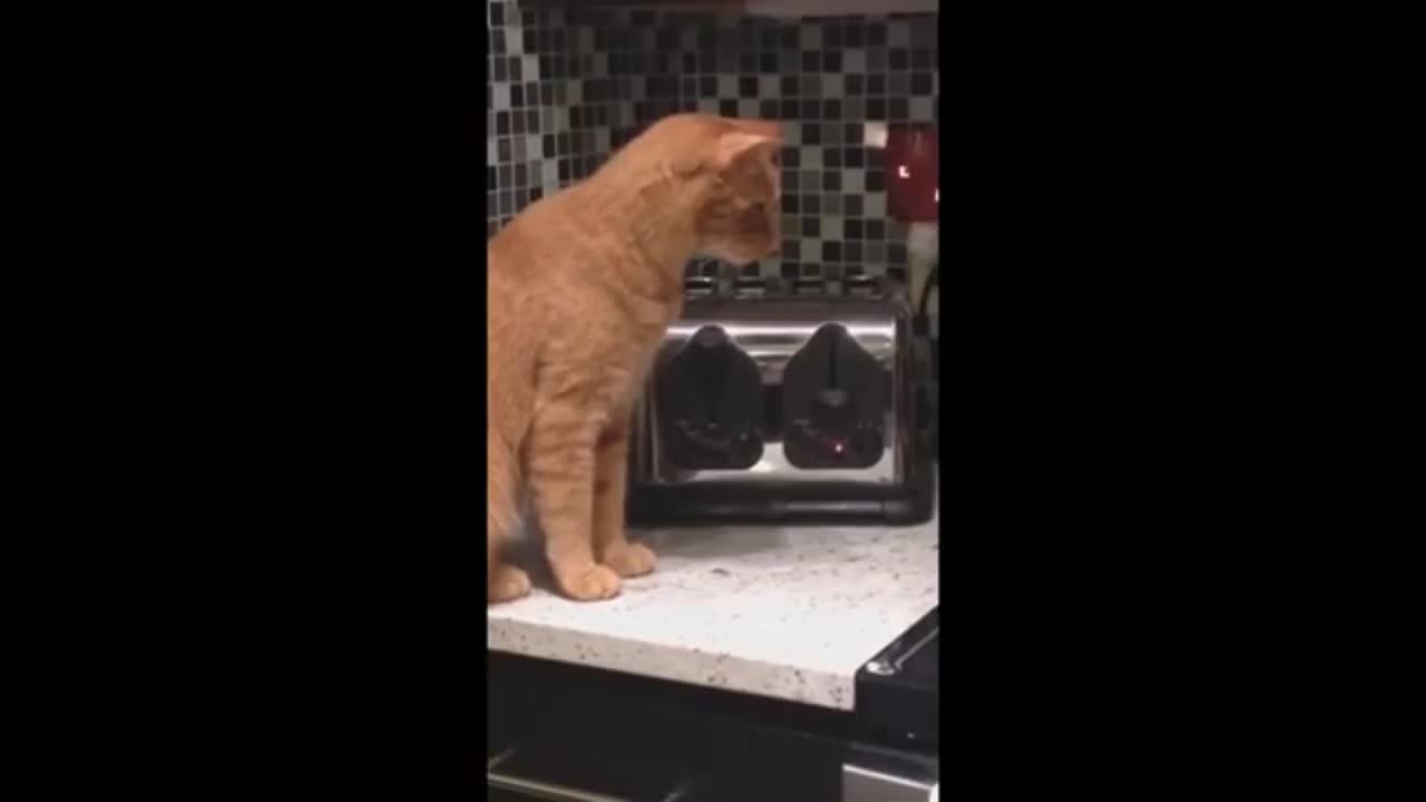 Funny cat clip