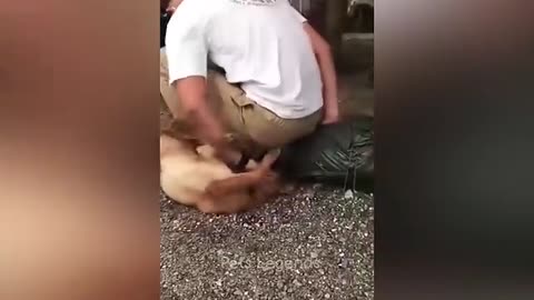 Cute funny cats and dogs