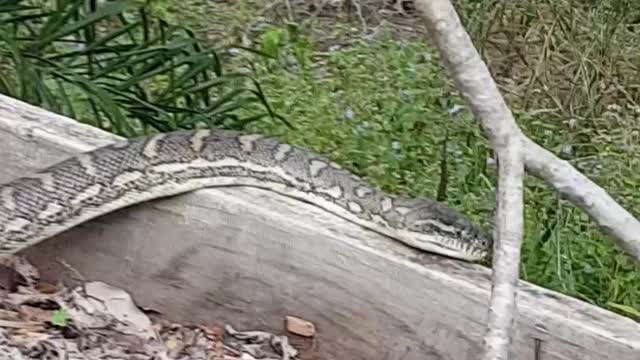 Huge Python Crawls On Garage