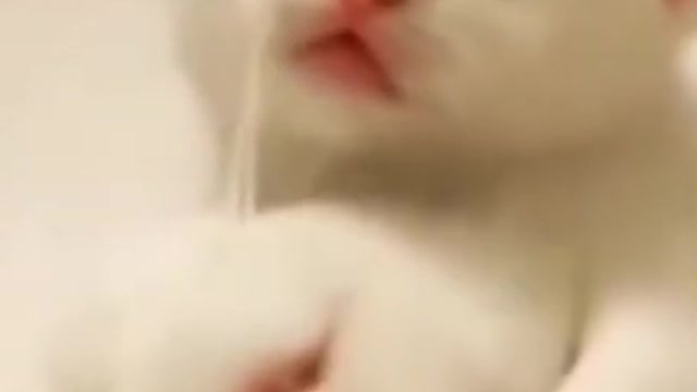 Cute Baby Cat #shorts