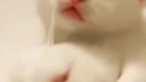 Cute Baby Cat #shorts