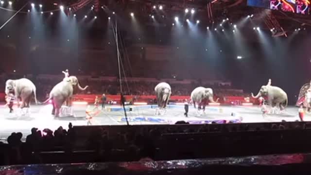 These elephants are being abuse and tortured in this circus to joy and freedom in jungle