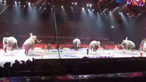 These elephants are being abuse and tortured in this circus to joy and freedom in jungle