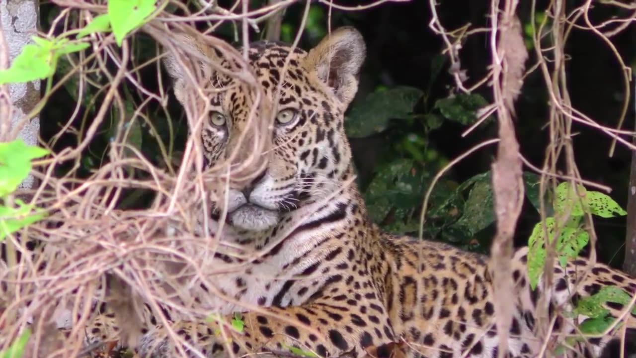 Animal videos_Animals with Nature sound