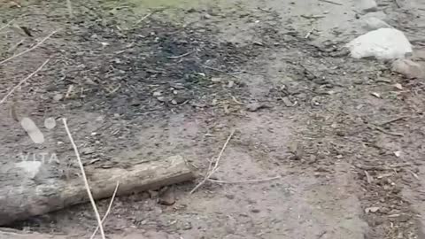 Dog jumping