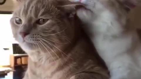Best Cat Funny Funny Moments