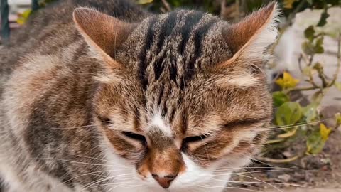 Cute and Funny Cat Videos