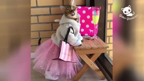 Gatos Graciosos - Videos de Risa de Gatos Chistosos