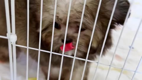 Cute white miniteacup Pomeranian puppy