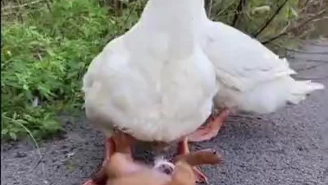 Puppy Steals​ a Duckling in a Herd of Duck