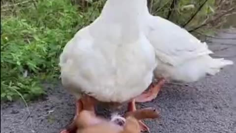 Puppy Steals​ a Duckling in a Herd of Duck