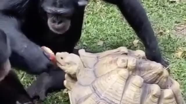 The monkey eats an apple and feeds it to a hungry big turtle.