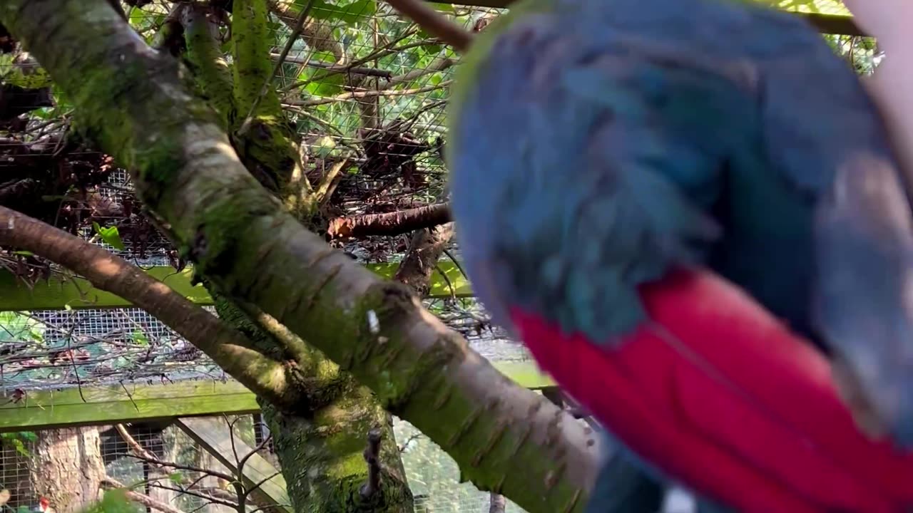 New white cheeked turaco introduced🤩❤️