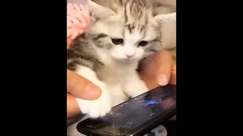 Adorable cats and dogs...VERY FUNNY MUST WATCH