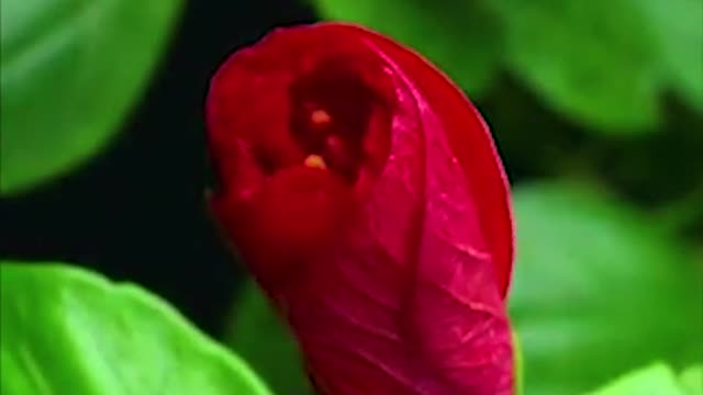 Beautiful red flower blossoming