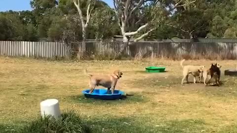 5 Dogs Playing | Funny Dog