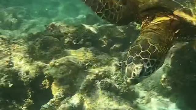 honu#seaturtle